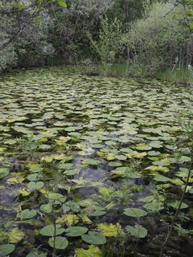 Réserve naturelle nationale de la Bassée