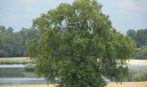 Arbre de Balloy