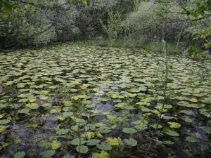 Réserve naturelle nationale de la Bassée