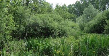 Réserve naturelle nationale de la Bassée